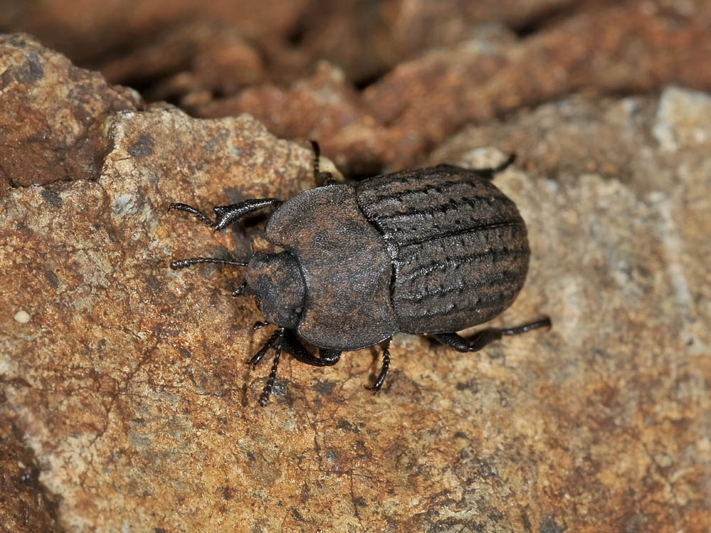 Opatrum sabulosum ssp. sabulosum (Tenebrionidae)